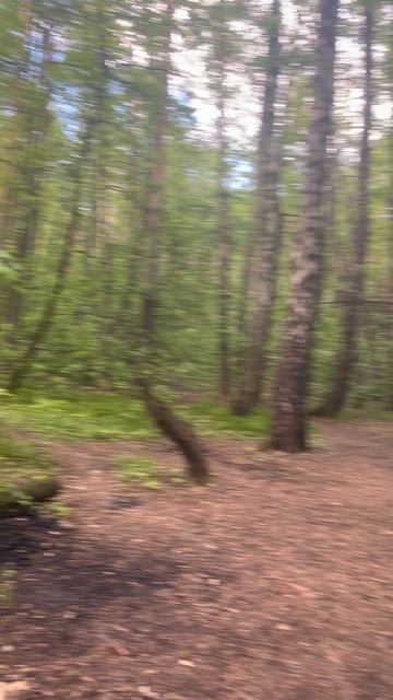 Прогулка в лесу