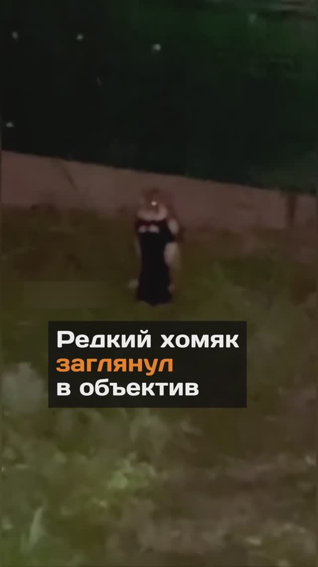 Редкий хомяк заглянул в объектив