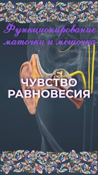 Чувство равновесия
Вестибулярная система - Функционирование маточки и мешочка при наклоне головы.