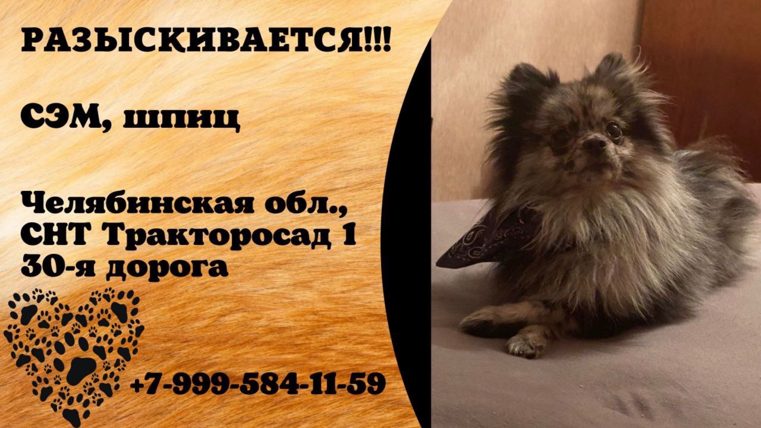 Пропала собака! СЭМ, шпиц. Челябинская обл., СНТ Тракторосад 1.