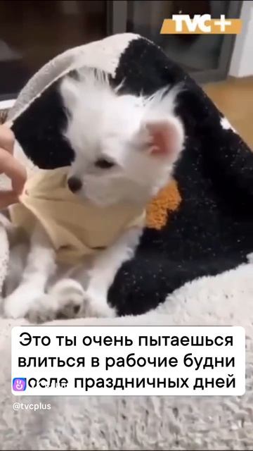 смешные животные