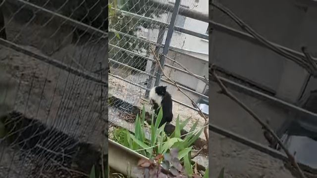 Зеленые лабиринты дикой чащи
