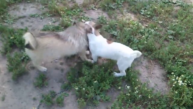 милые собачки 2,приколы собак