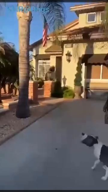 Дрессировка собаки на тёще😂 ( видео про собак )