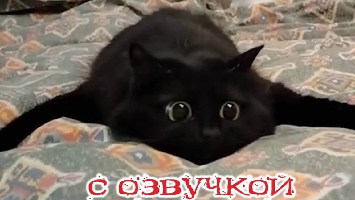 Приколы с котами С ОЗВУЧКОЙ Смешные коты и собаки Смешные животные