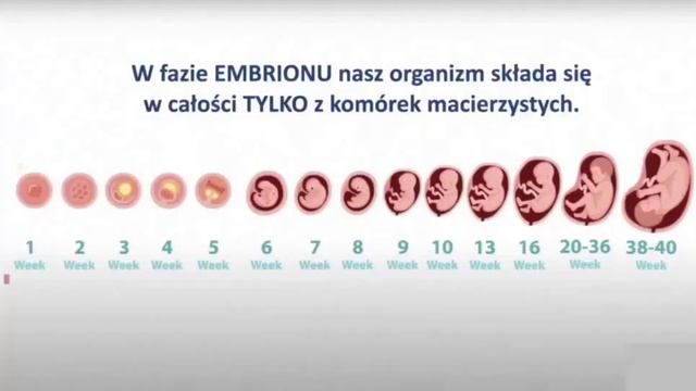 АКТИВИРУЙТЕ СВОИ СТВОЛОВЫЕ КЛЕТКИ! 2025-05-15