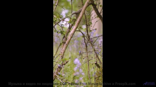 Пейзажи и ритм вместе стирают границы - I Could Write -- Ayla Nereo -- Beheld