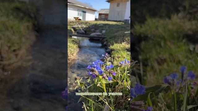 Решили попробовать новый для нас формат видео :) Будем благодарны Вашей обратной связи🌿🥰