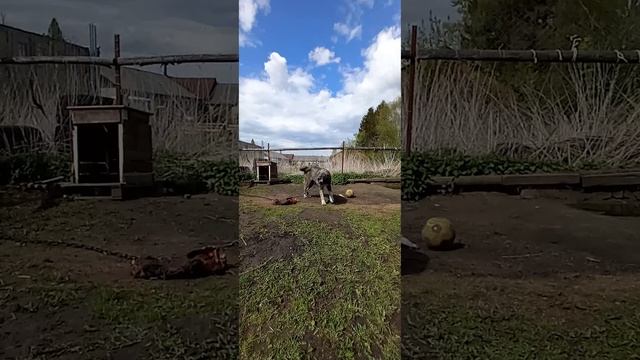 Кавказский Волкодав,  кормления щенков,  тарзана привязал , общий обзор 15 май 2025 год