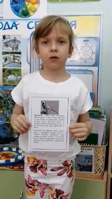 трясогузка
