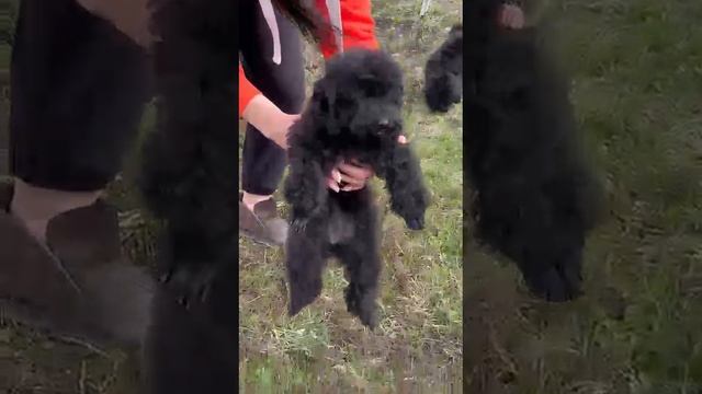 #toypoodle #тойпуедльчерный