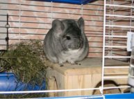 Мертвы рельсы