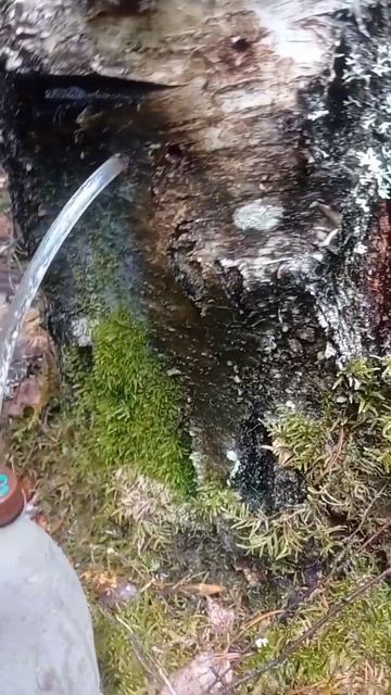 Берёзовый сок