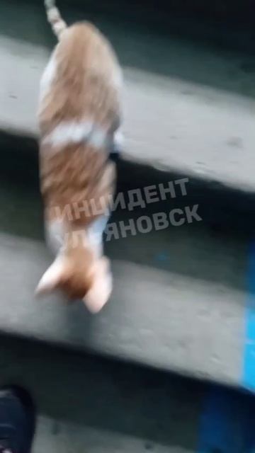 «Вчера (14.05) в подьезде  на улице 50 лет ВЛКСМ 6 ,был найден вот такой чудесный котенок 🐱