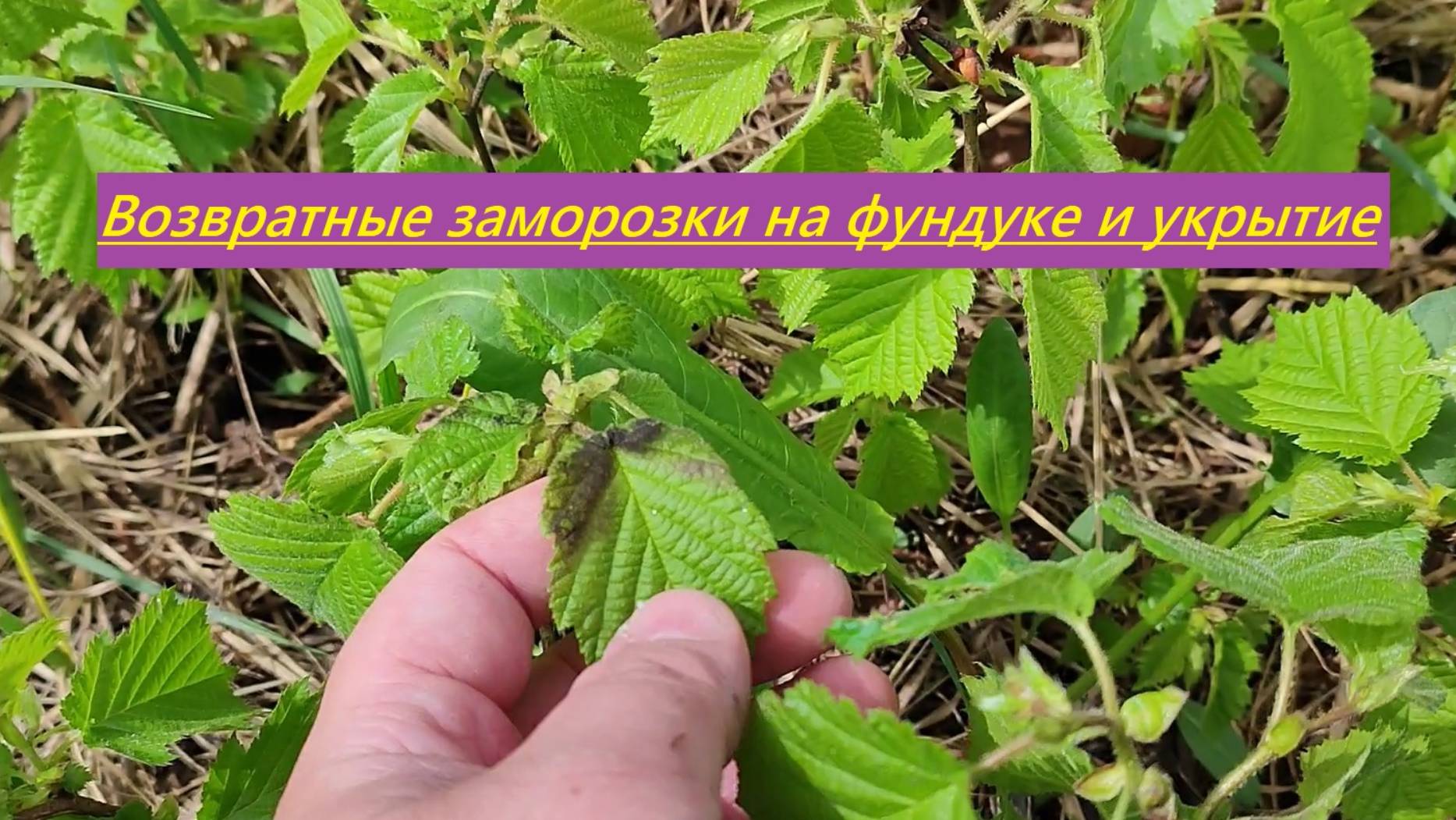 Фундук и возвратные заморозки в средней полосе (Татарстан). Как укрывал. Что получилось