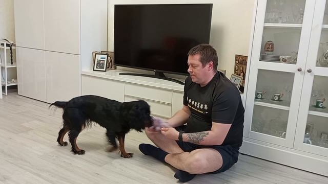 Тренировка собаки по подаче предметов