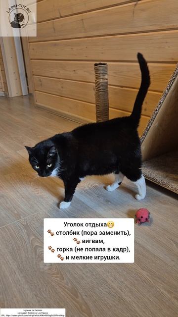 кабинет кота-босса
