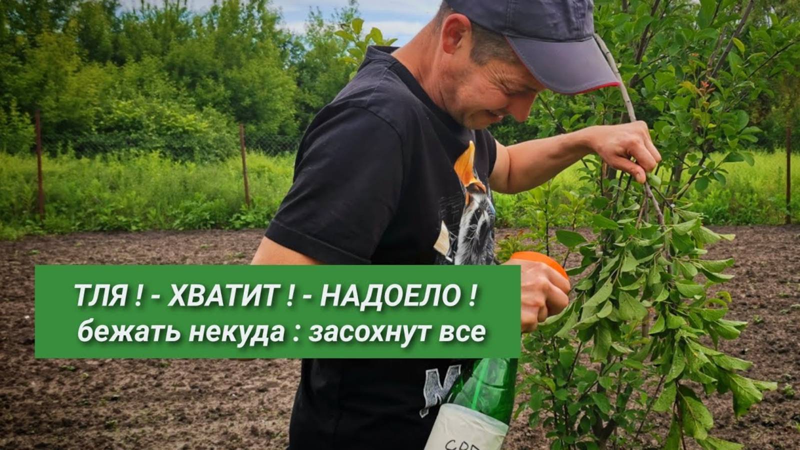 ТЛЯ погибает на 100% за одну обработку! Средство должно быть у каждого