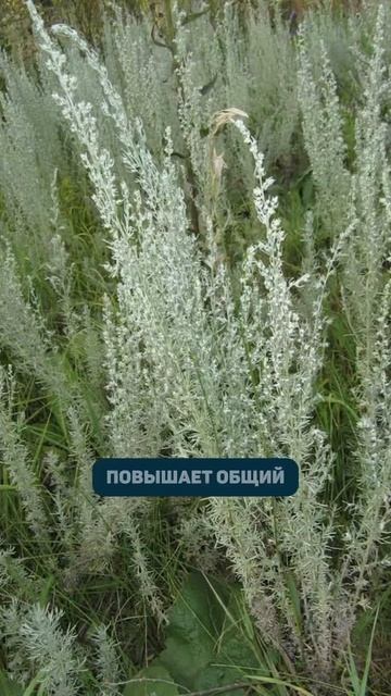 5 аптечных трав до 100 рублей для очищения организма #диетолог #пп #нутрициолог