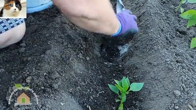 Как правильно сажать перец рассадой в открытый грунт по два перца в одну лунку