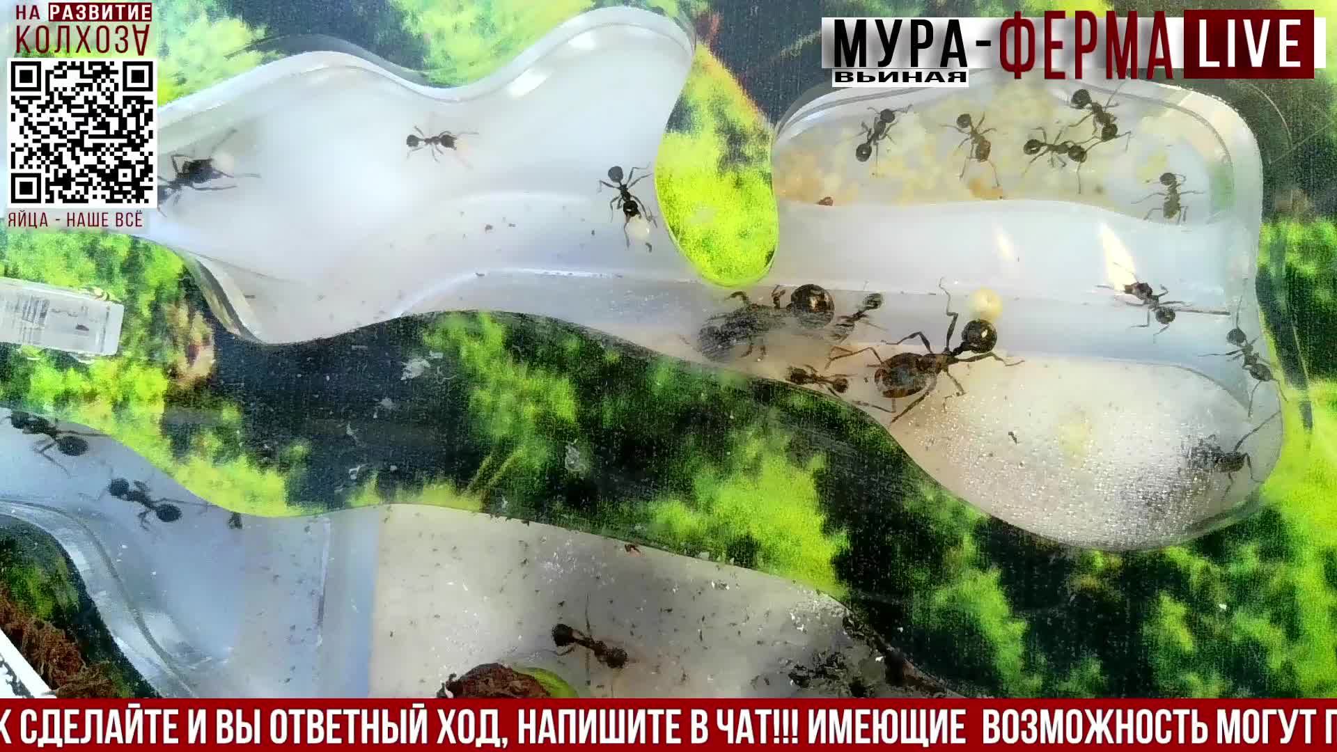 МУРА-ферма LIVE.Бункер 48.Муравьиная ферма!Муравьи Жнецы.+радио "Мураши LIVE".