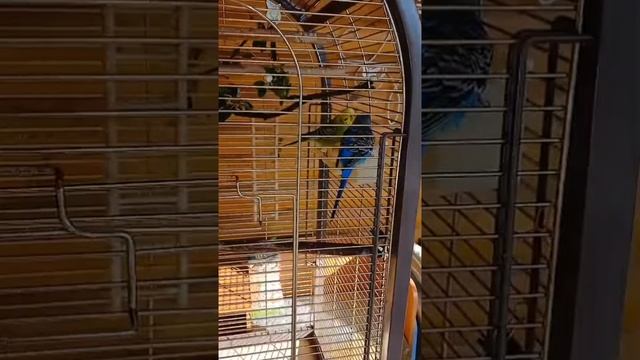 Семейная жизнь попугаев