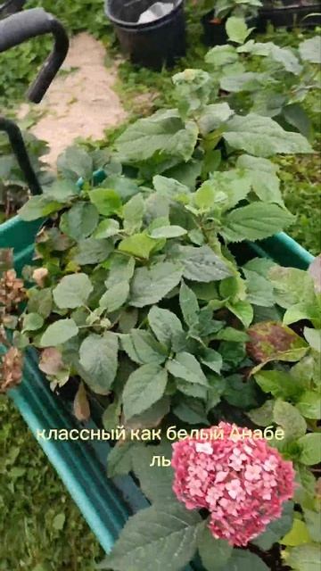 Собираю коллекцию древовидных гортензий, буду размно?