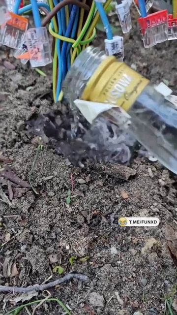 Садоводство на Кубани!  Всё растёт... Даже черенки отлопат за пару лет  станут орехом!! Или дубом..