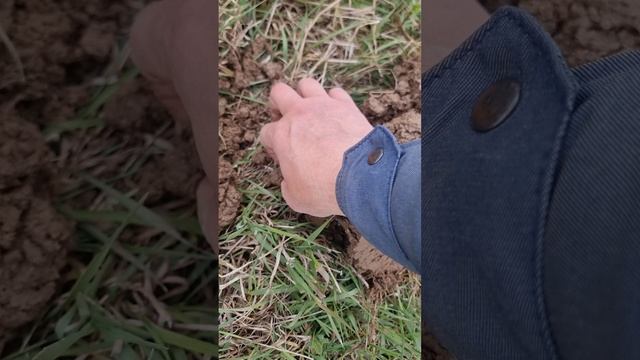 2 копейки. капуста.