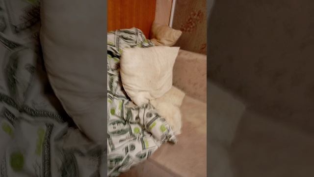 тупо видео
