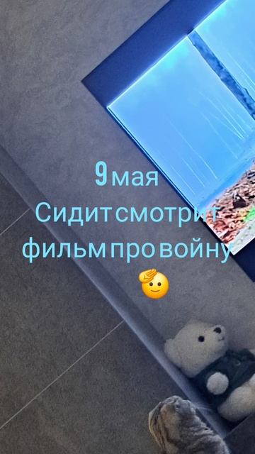 #котики #пушистики #кошки #шотландскиевислоухие #9мая #кошкателевизорсмотрит #братьянашименьшие
