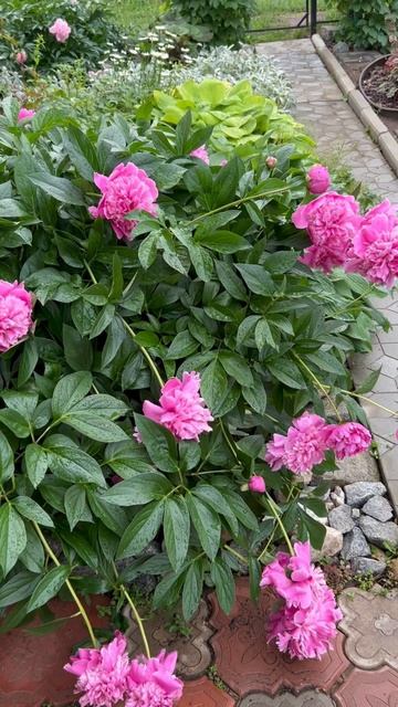 22.06.2024🌱Мои Пионы После Дождя 😍 #мойогород #дача #garden #?