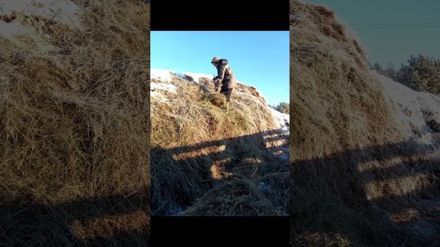 О печальном - Ашока Кришна дас 14.05.25