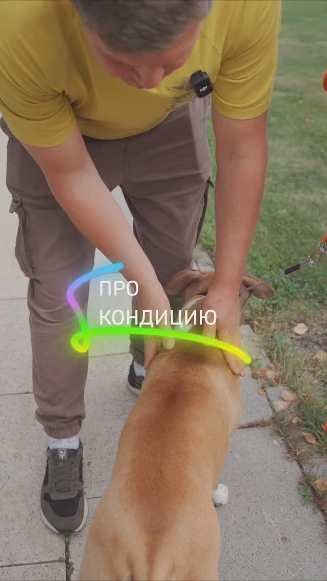 Кондиция собаки - как не закормить собаку? #shorts #собакаест #собаки #толстаясобака #диетасобаки