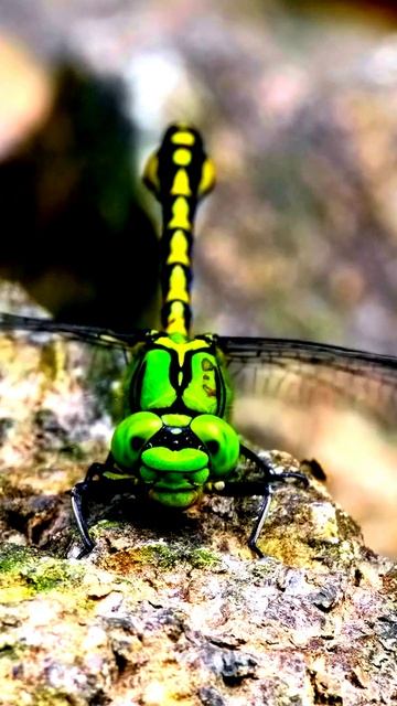 Всё на камеру: непредсказуемые кадры