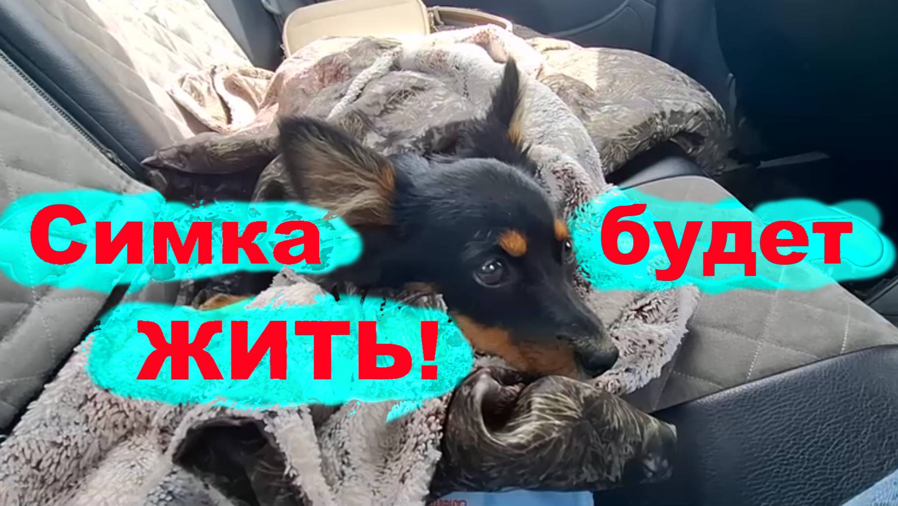 #257 Симка попала в беду. День рождения отмечать некогда.