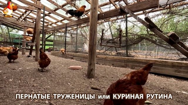 Куры несушки свободного выгула и их обычная куриная рутина – эпизод (305)