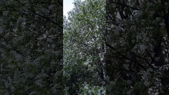 Соловей поёт на цветущей черемухе. Май.