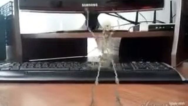 Ингушский прикол