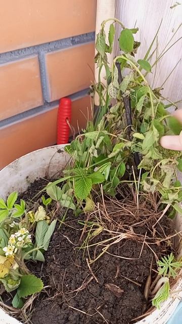 Новые РАСТИШКИ для сада 13.05.25