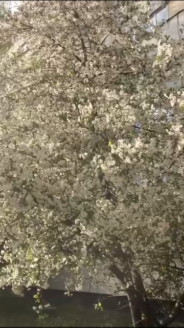 Весенняя нежность в Санкт-Петербурге