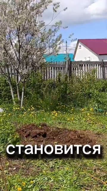 наконец-то то посадили саженцы 🌱 #лайфстайлблог #обзордачи #дача