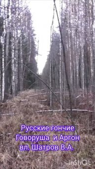 Русские гончие Говоруша и Аргон вл. Шатров В.А.