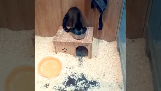 Прикольная обезьянка