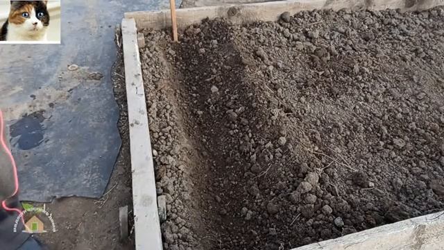 Как и когда сажать лук севок осенью под зиму