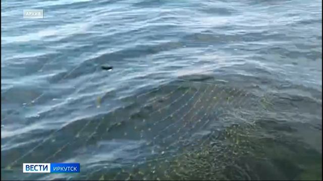 Прокуратура проводит проверку из-за обнаруженных в Ольхонском районе многочисленных сетей с рыбой