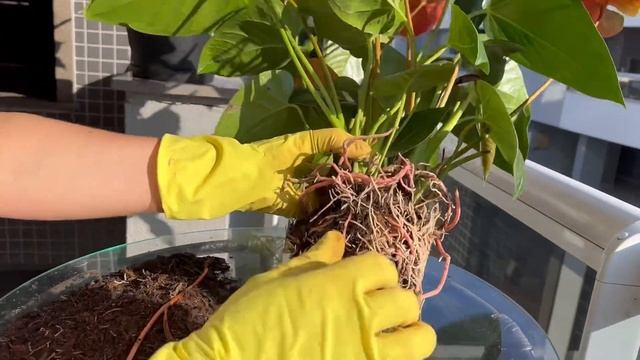 Мужское Счастье, Антуриум, Сберечь Корни при Пересадк?