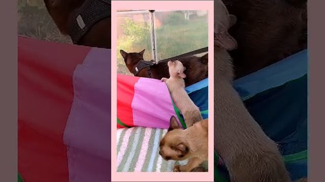 Бурманские котята.
Magic Burm. Ufa.