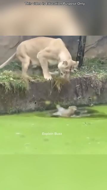 Lioness Rescues Cubs from Drowning #shortsvideo