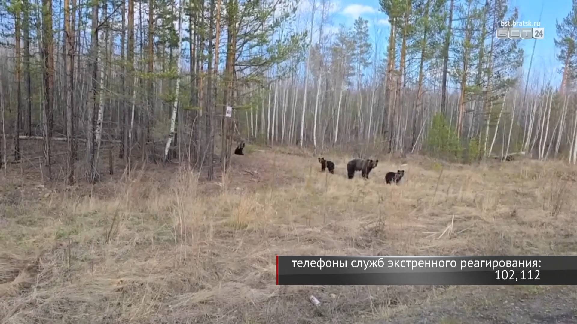 На трассе Братск – Усть-Илимск снова видели медведей